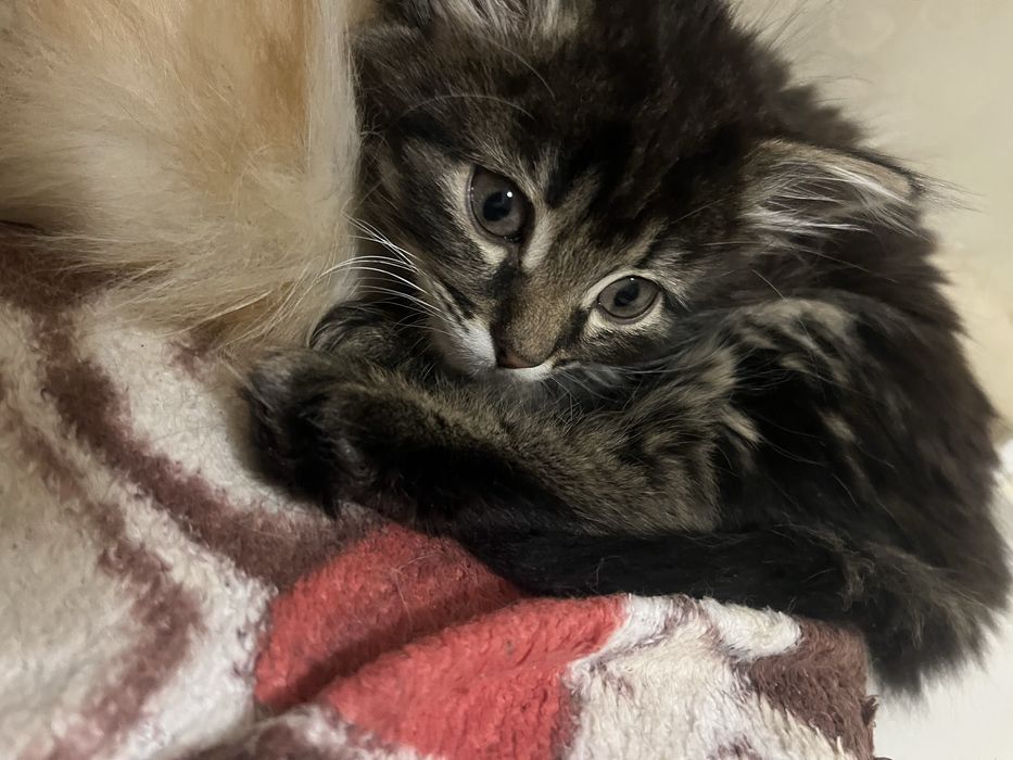 Пухнастий друг у пошуках нового дому