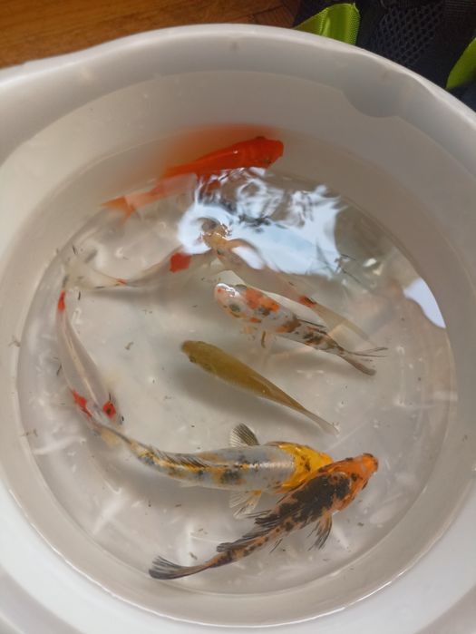 Szczupak Sandacz Sum Karp