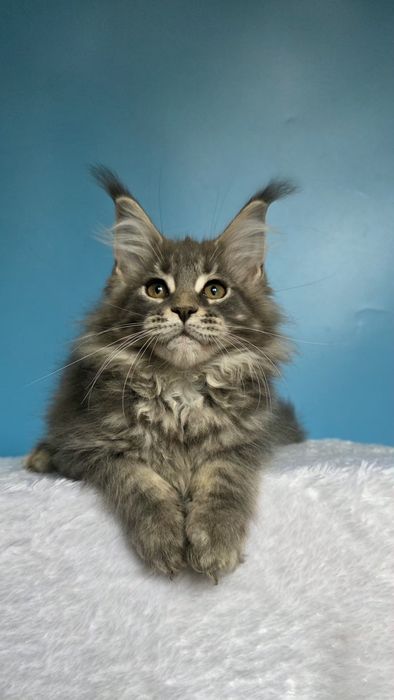 Девочка Мейн-кун,  голубой мрамор