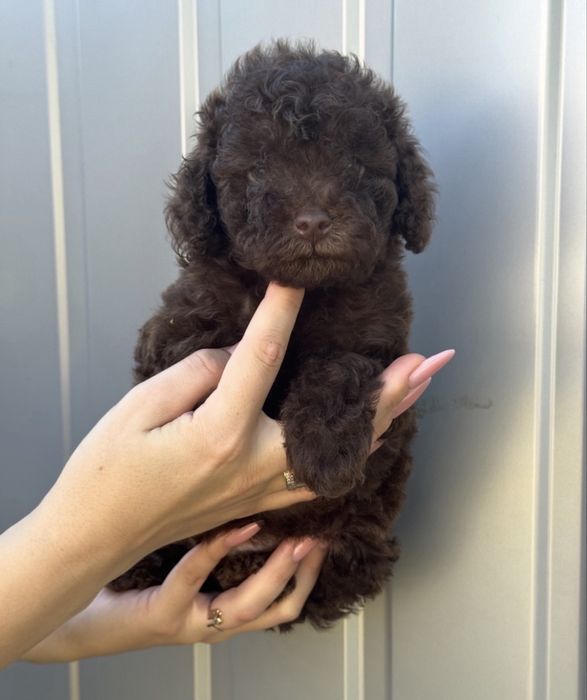 Той пудель шоколад дівчинка