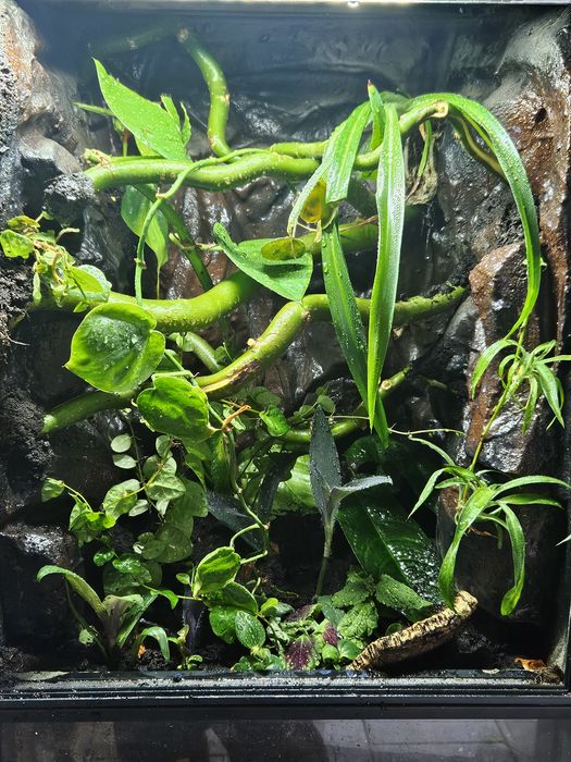 Terrarium tropikalne 40x40x60 gekon orzęsiony jaszczurka