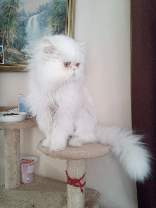 Pers kocurek  czarno czekoladowy