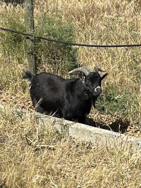 Cabras anãs, machos