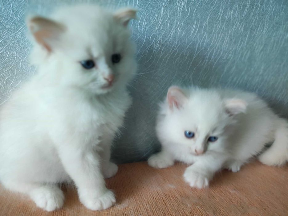 Кошенята невської маскарадної породи