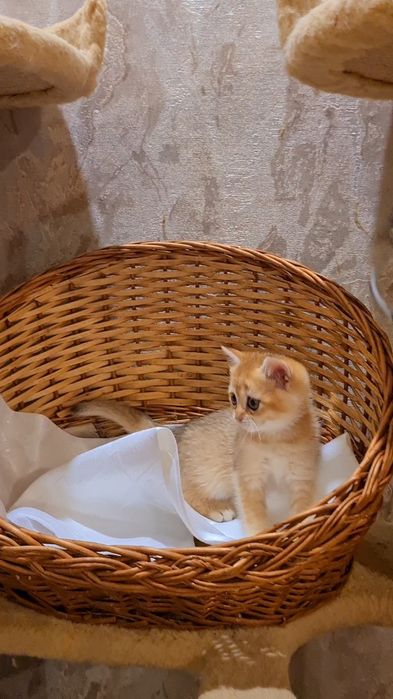 Красотка яркая золотая шиншилла