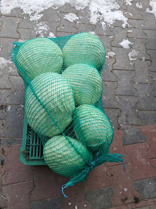 Kapusta płaska gołąbkowa Profesor