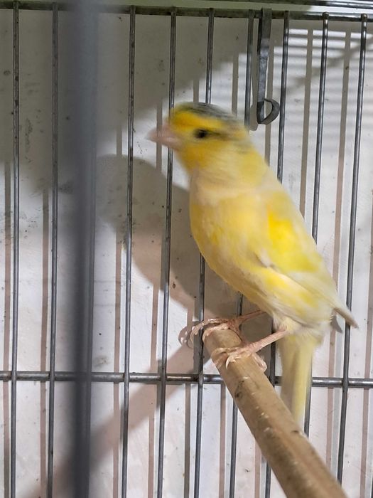 Canarios bons cantores