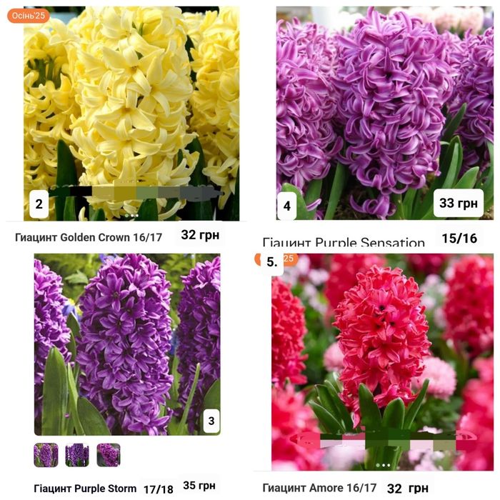 Гіацинти цибулини  Голандія