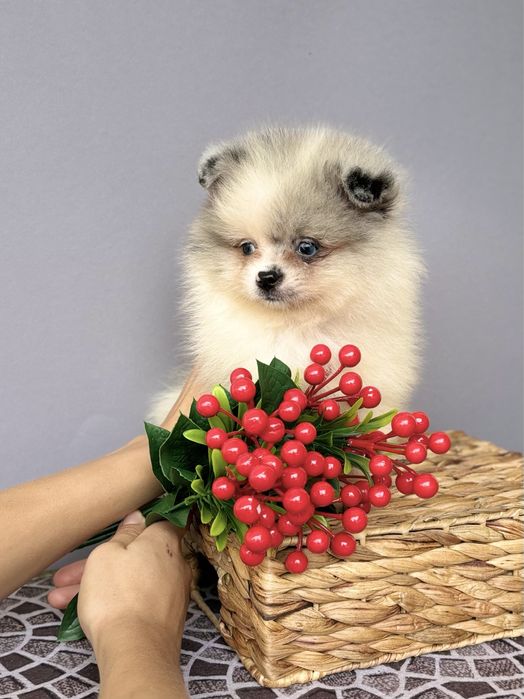 Ексклюзивний хлопчик по доступній ціні