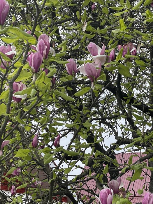 Шикарна ділянка в районі Цегольнянської