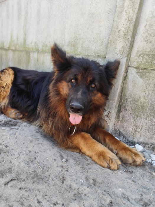 Piekny owczarek niemiecki PILNY DOM