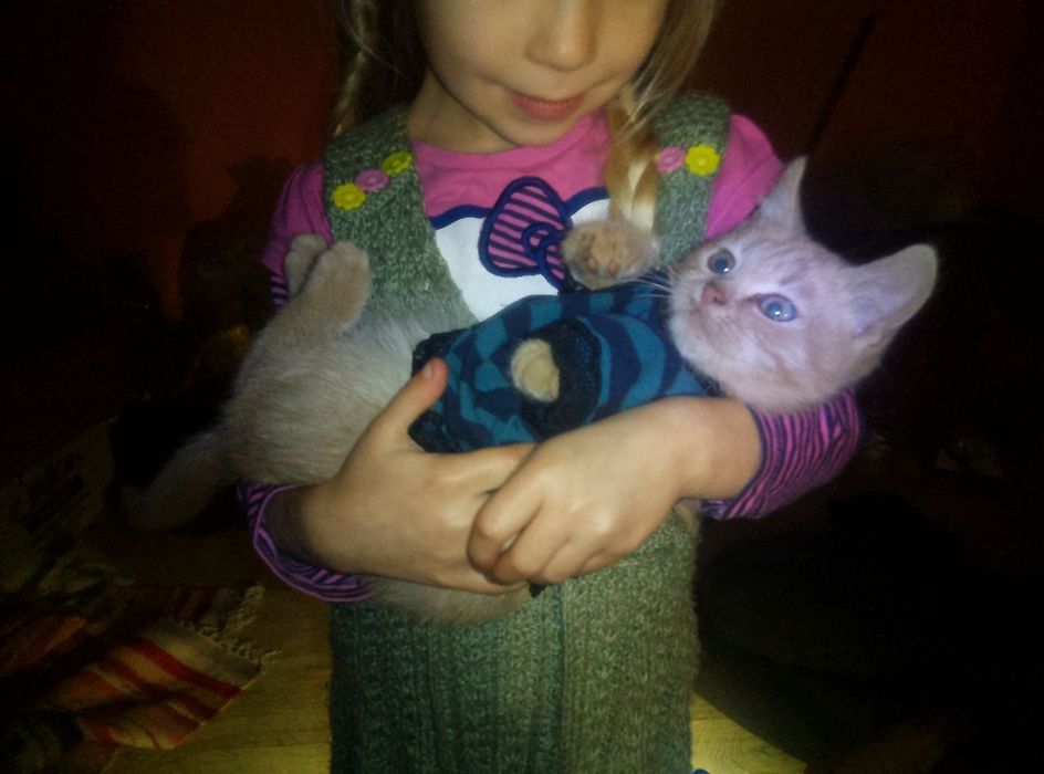 Отдам котяток, брат и сестра