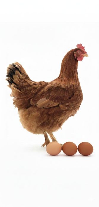 Інкубаційне яйце