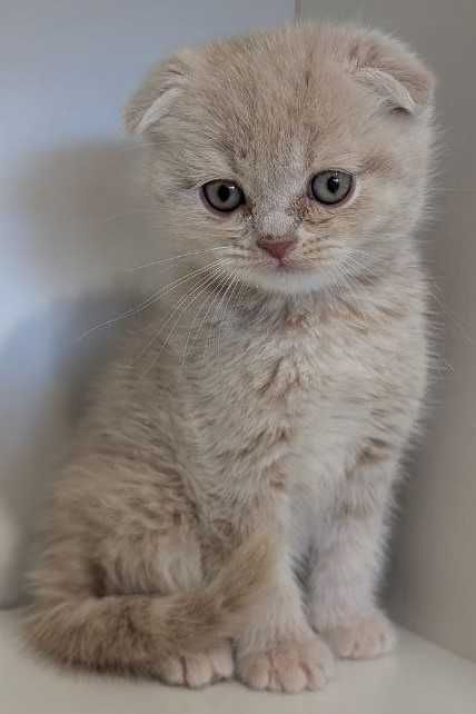 Котик хлопчик красунчик!!!