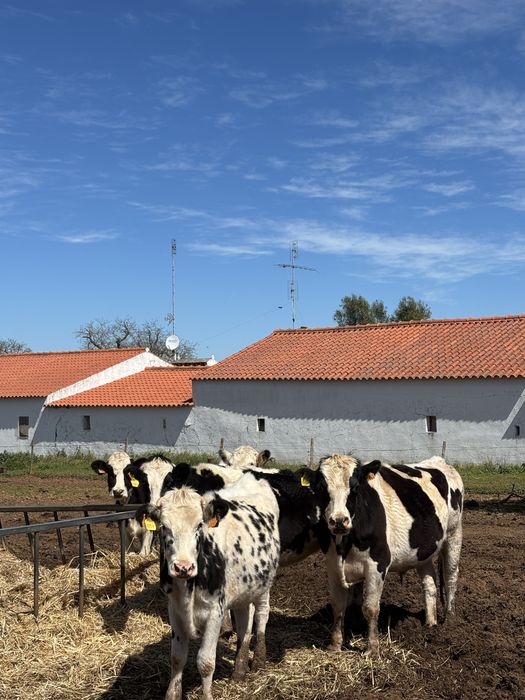 Venda 11 novilhas e um touro