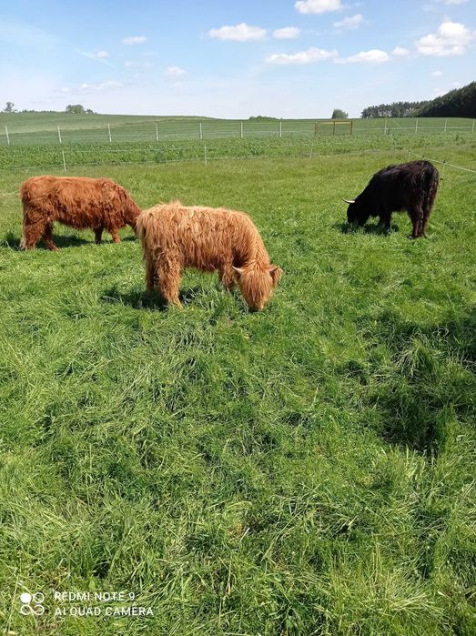 Bydło highland catlle