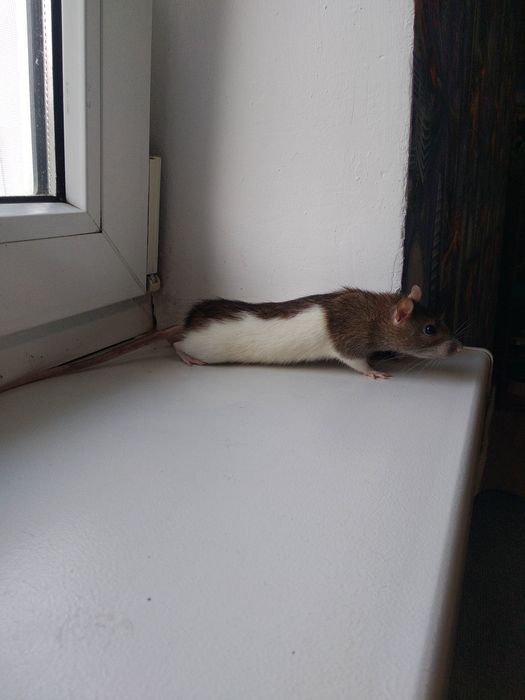 Віддам пацючка в добрі руки