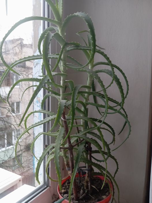 Цветок алоэ. Больше 3 лет.