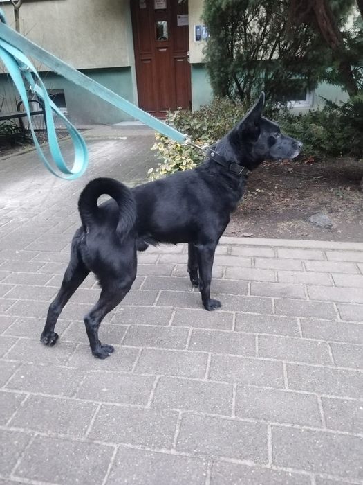 Diego, 4 letni pies do adopcji