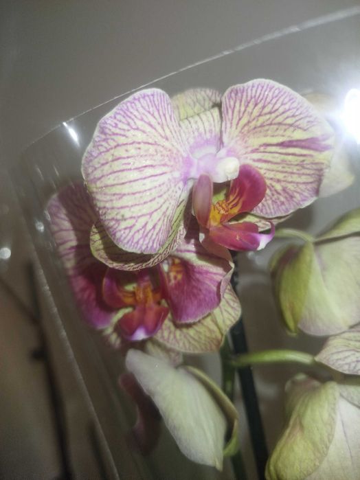продам орхідею! с