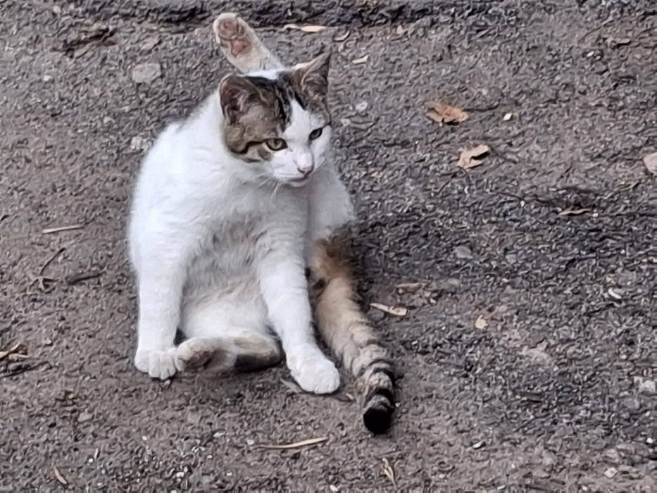 Котики в добрі руки