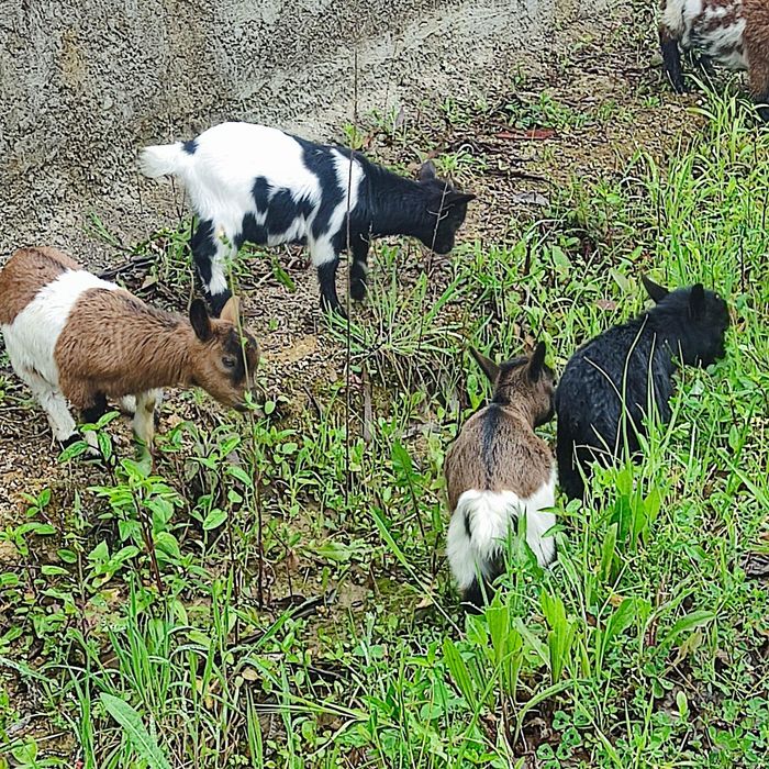 Cabras e cabritos anas