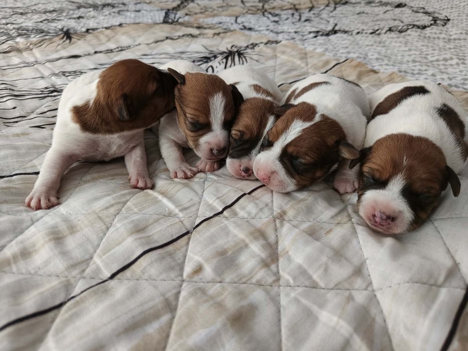 Jack Russell Terrier