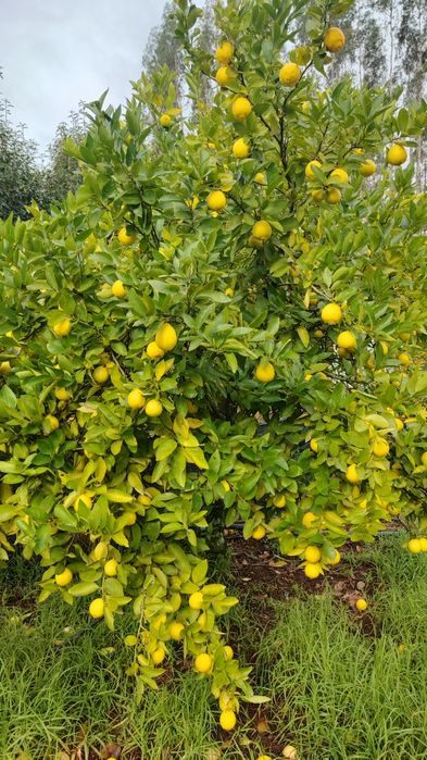 Laranjas, tangerinas e limões