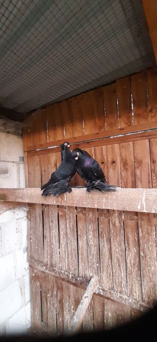 Wywrotek mazurski para