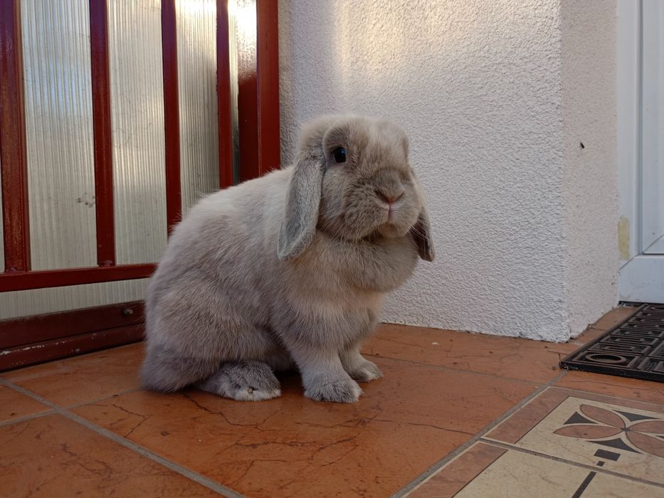 Królik mini lop minilop samica samiczka