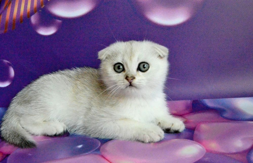 Девочка и мальчик серебристая шиншилла