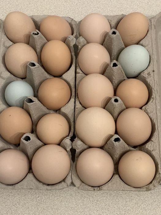 Jajka wiejskie polecam