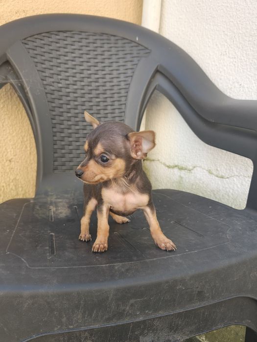 Pinscher 0 miniatura macho