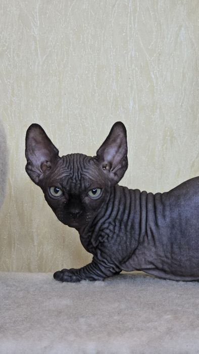 Бамбино хлопчик шоу клас