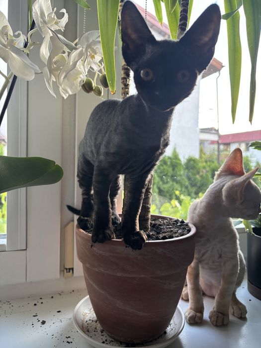 Kotek Devon Rex z rodowodem