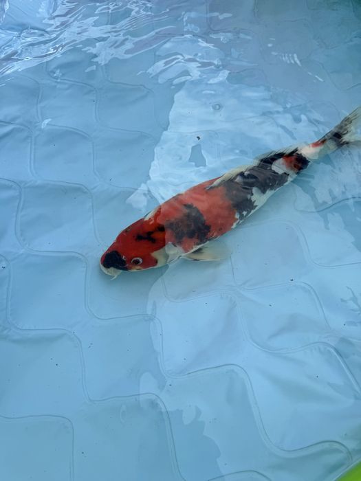 Carpa koi showa .
