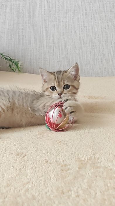 Дівчинка золота шиншила