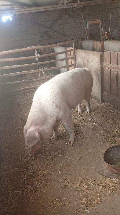 Porca caseira de engorda