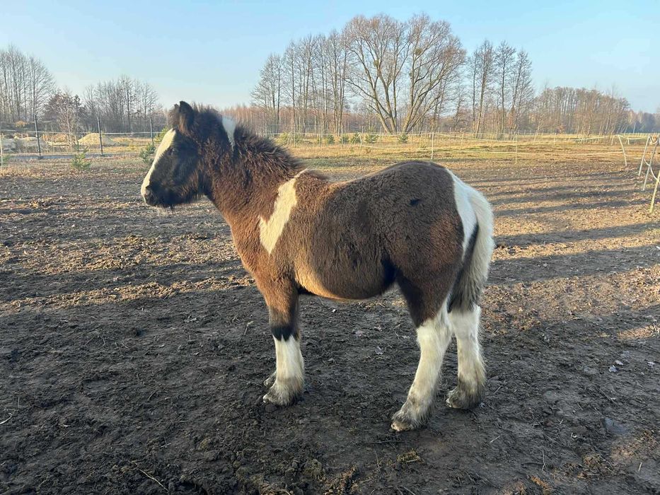 Ogierek Gypsy Cob 2025 r. -  gen perły, pełne badania, paszport ICS