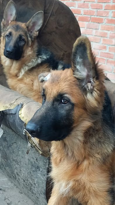 Щенки немецкой овчарки