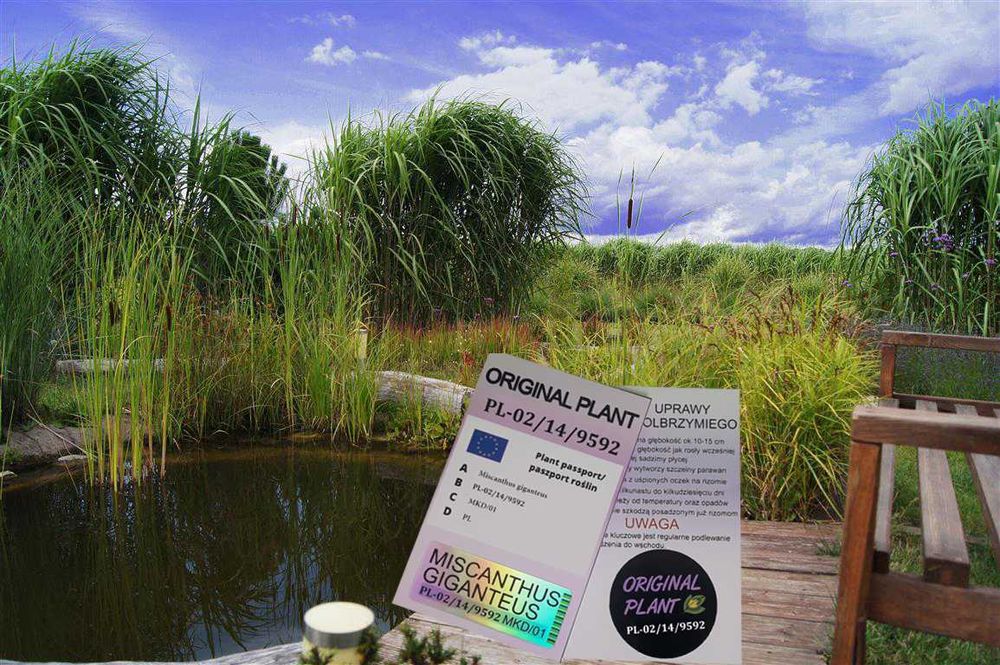 Miskant Olbrzymi Giganteus na żywopłot -Donice 3L   XXL Oryginalne !!!