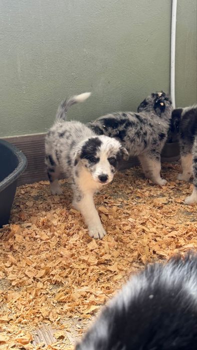 Menino BorderCollie BlueMerle