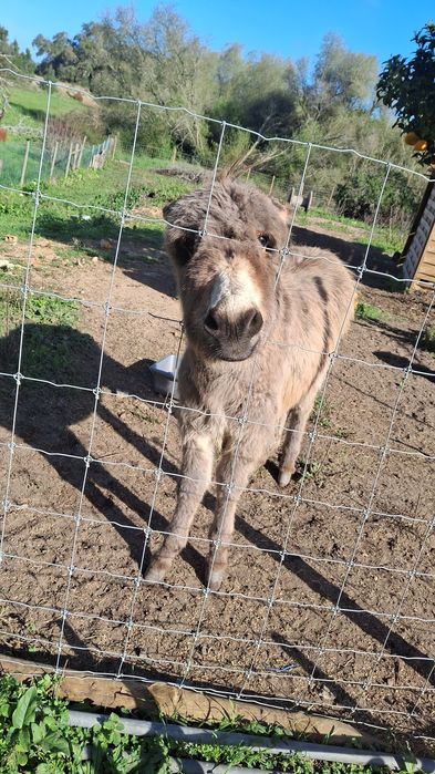 Burro e cabras - 1 femêa e um macho
