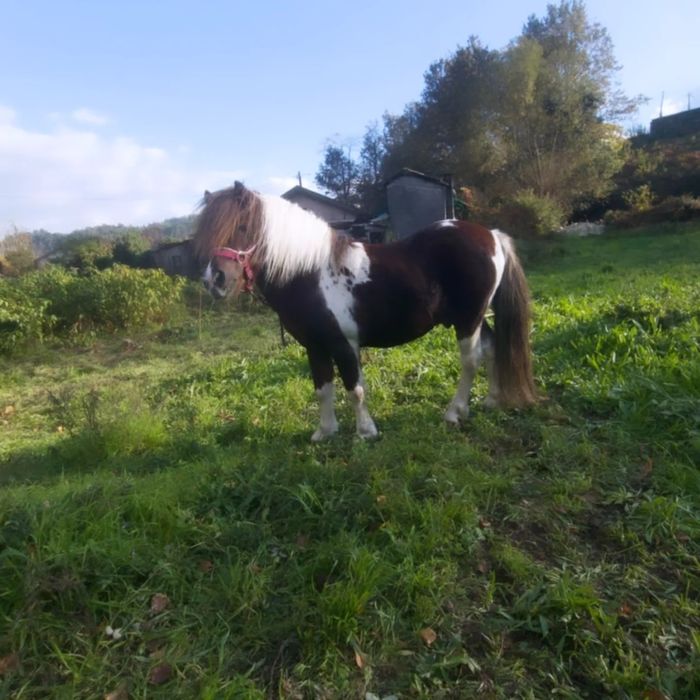 Pônei 8 anos Montado e Engatado MANSO