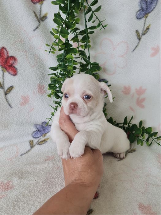 Excelente mini Chihuahua/Chiuaua de Qualidade, Linhagem Russa
