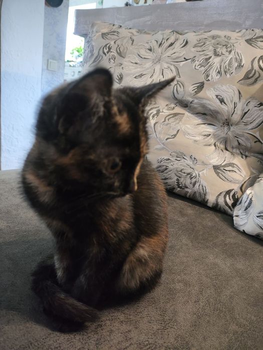 Кошеня, дівчинка