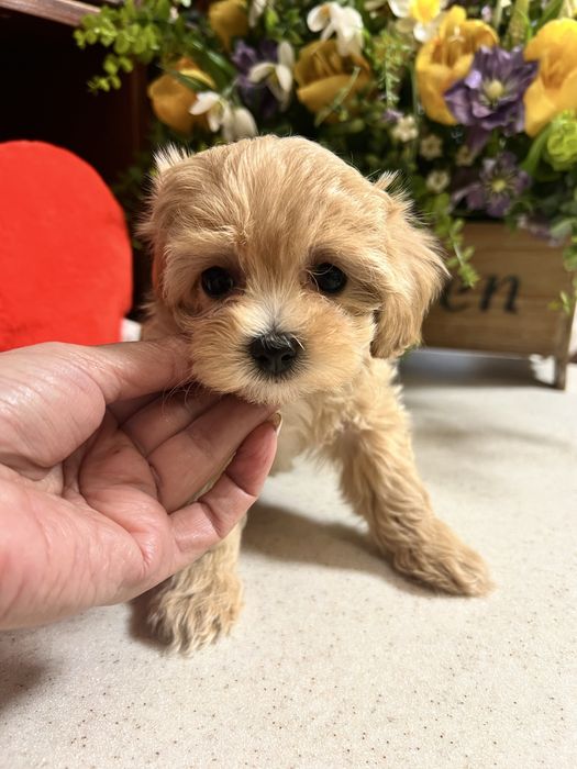 Мальтіпу ф1 міні