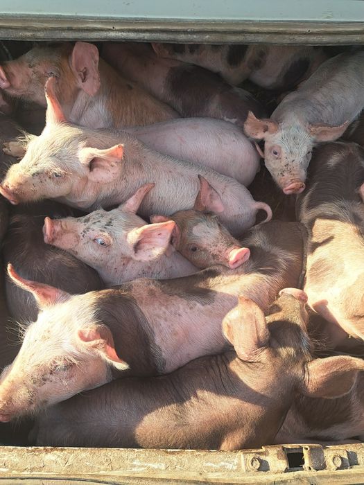 Продам поросят мясной породы