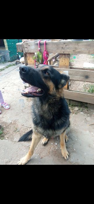 В'язка кобель , злучка