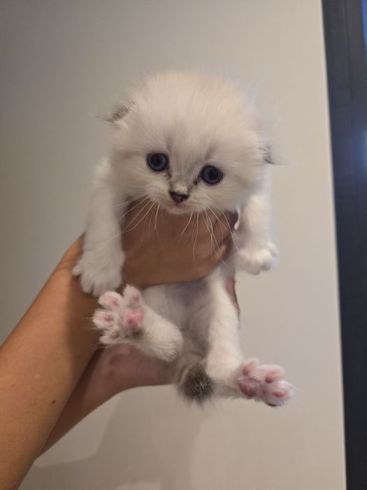 Scottish fold-straight